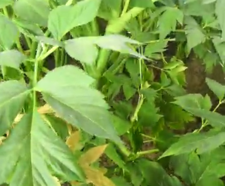 种植视频